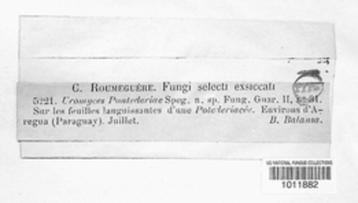 Uromyces pontederiae image